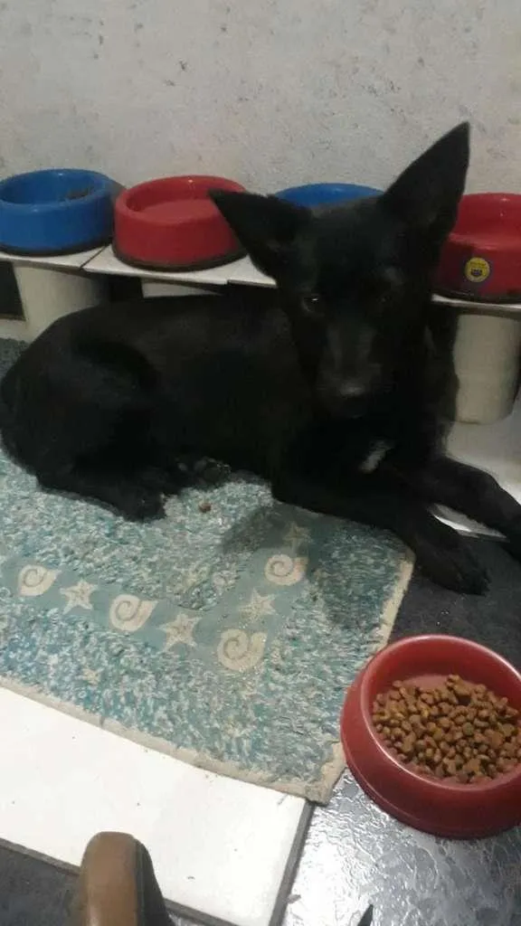 Cachorro ra a SRD-ViraLata idade 7 a 11 meses nome Neguinha