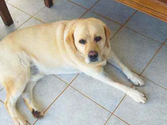 Cachorro ra a Labrador idade 4 anos nome Brisa
