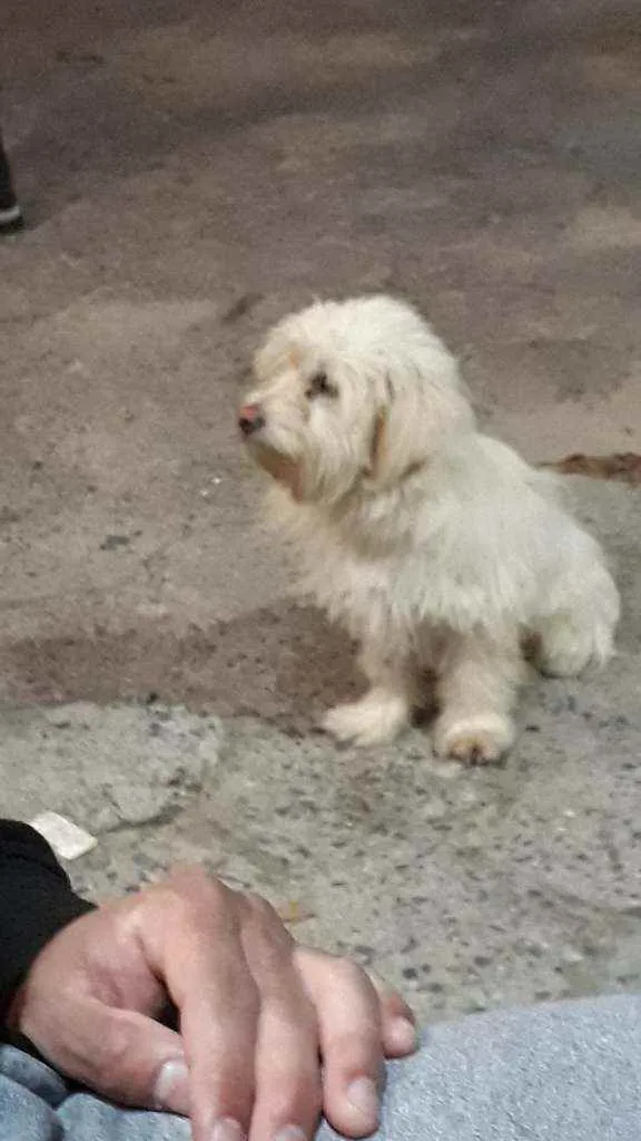 Cachorro ra a Lhasa idade 3 anos nome Bily