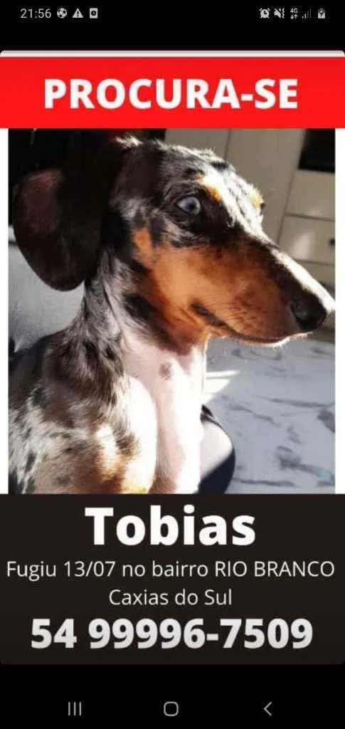 Cachorro ra a Linguicinha  idade 1 ano nome Tobias