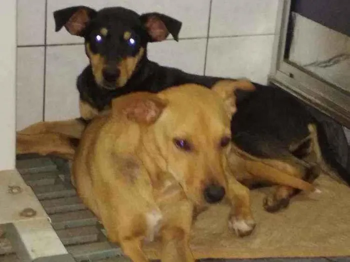 Cachorro ra a Vira lata idade 2 a 6 meses nome Scooby Loo e Amelia