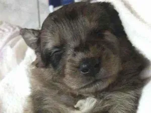 Cachorro raça Vira lata idade 2 a 6 meses nome Binha