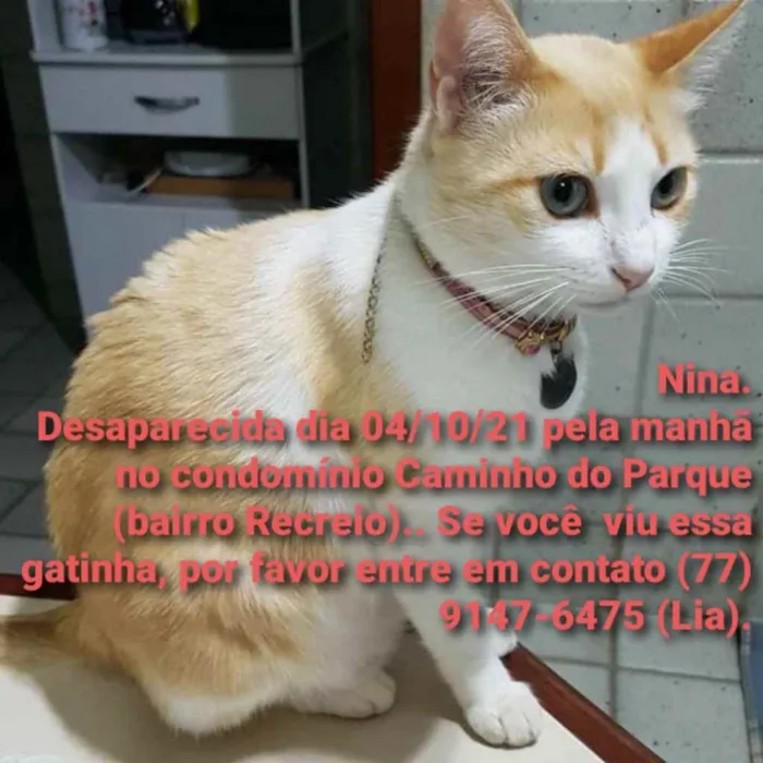 Gato ra a  idade 3 anos nome Nina 