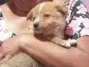 Cachorro ra a Buriller com bandercolly  idade Abaixo de 2 meses nome Fred