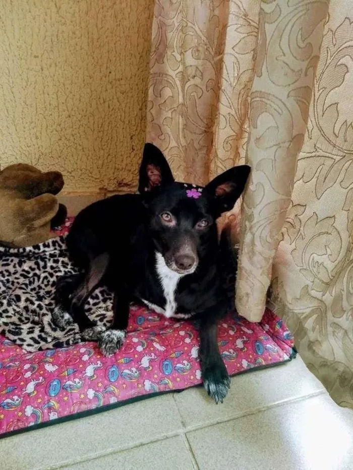 Cachorro ra a SRD-ViraLata idade 3 anos nome Pekena