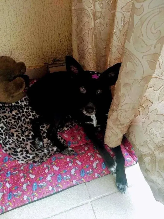 Cachorro ra a SRD-ViraLata idade 3 anos nome Pekena