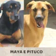 Maya e Pituco