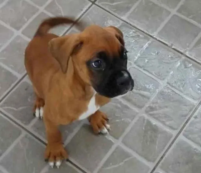 Cachorro ra a Boxer idade Abaixo de 2 meses nome Boxer