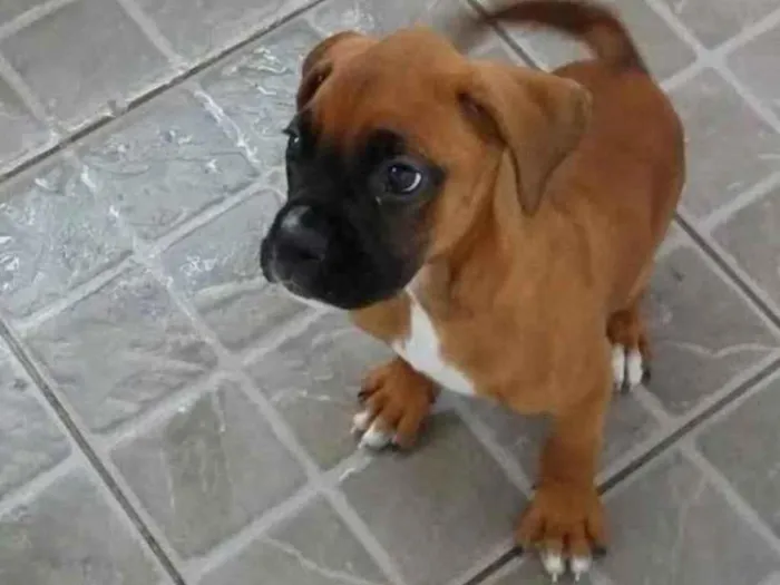 Cachorro ra a Boxer idade Abaixo de 2 meses nome Boxer