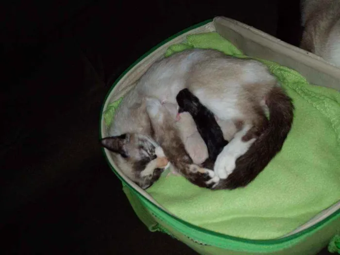 Gato ra a Siamês idade 2 a 6 meses nome Gato