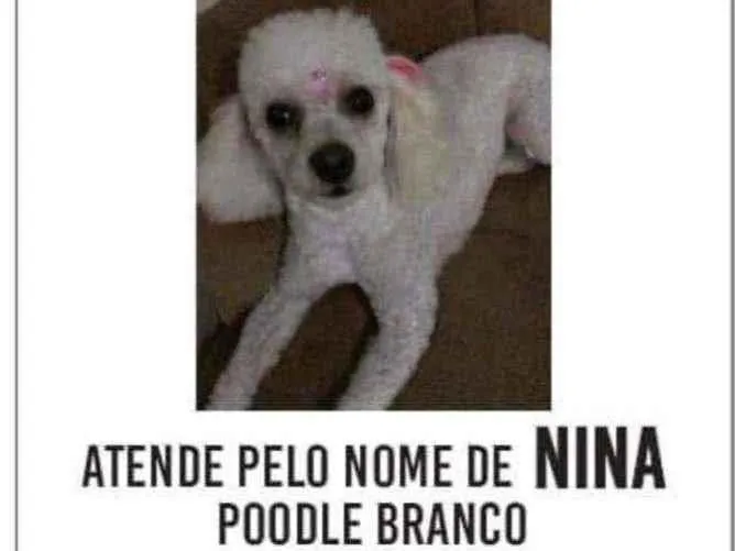 Cachorro ra a Poodle idade 4 anos nome Nina