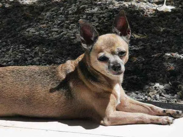 Cachorro ra a Chihuahua idade 6 ou mais anos nome Rosi