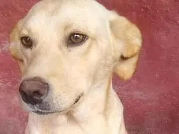 Cachorro raça SRD-ViraLata idade 2 anos nome Cacá Fofura