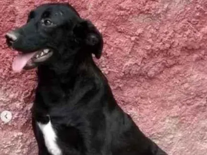 Cachorro raça SRD-ViraLata idade 2 anos nome Rafaello Amor