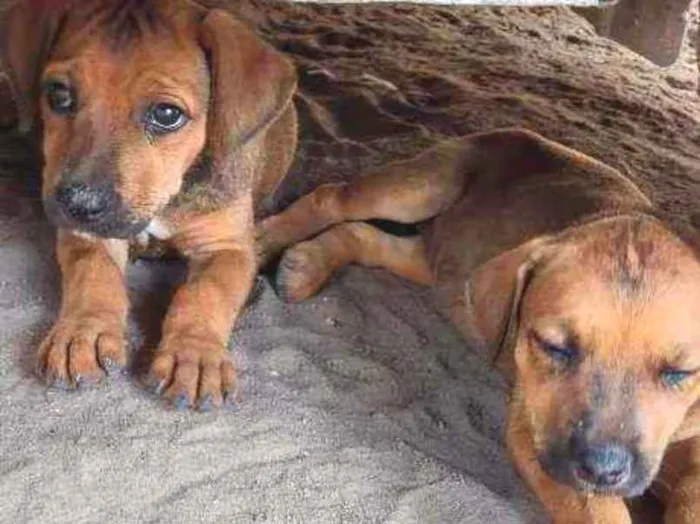 Cachorro ra a Vira lata com Rottweiler idade 2 a 6 meses nome Sem nome