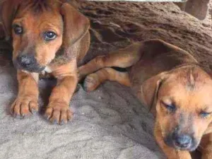 Cachorro raça Vira lata com Rottweiler idade 2 a 6 meses nome Sem nome