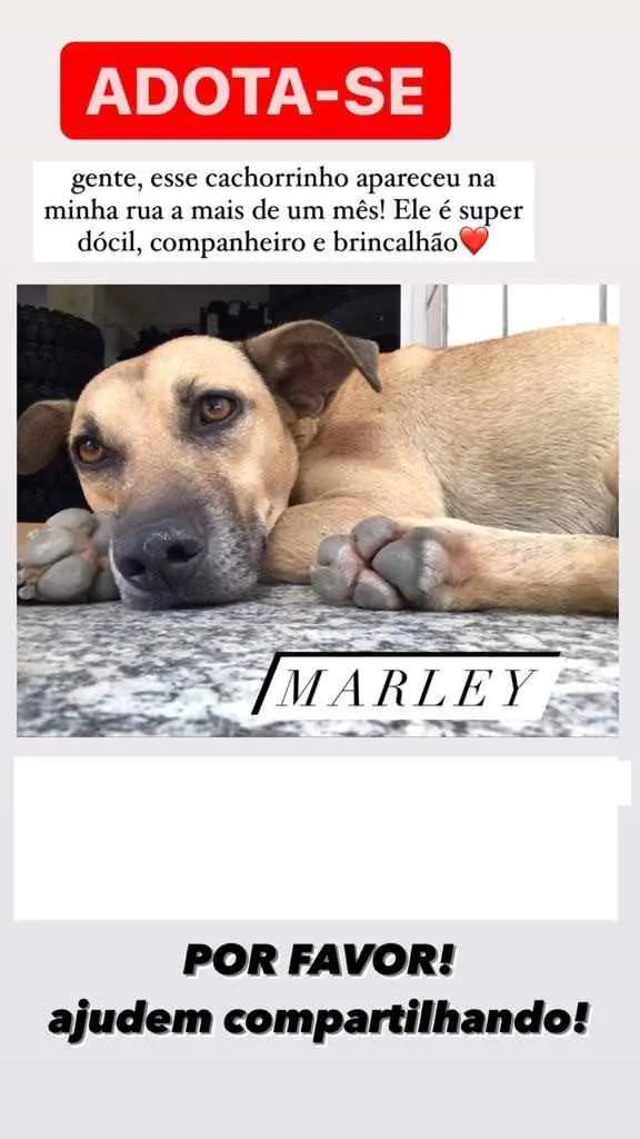 Cachorro ra a SRD idade 1 ano nome Marley 