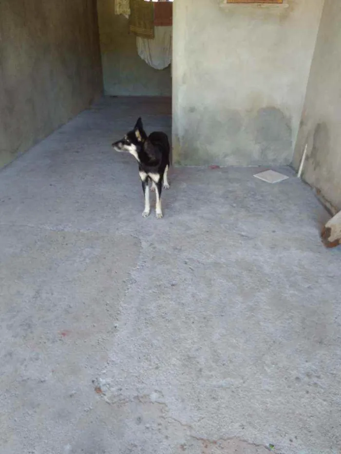 Cachorro ra a Husky siberiano idade 4 anos nome Jacira 