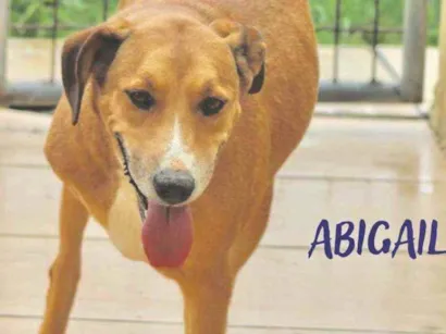 Cachorro raça  idade 5 anos nome Abigail