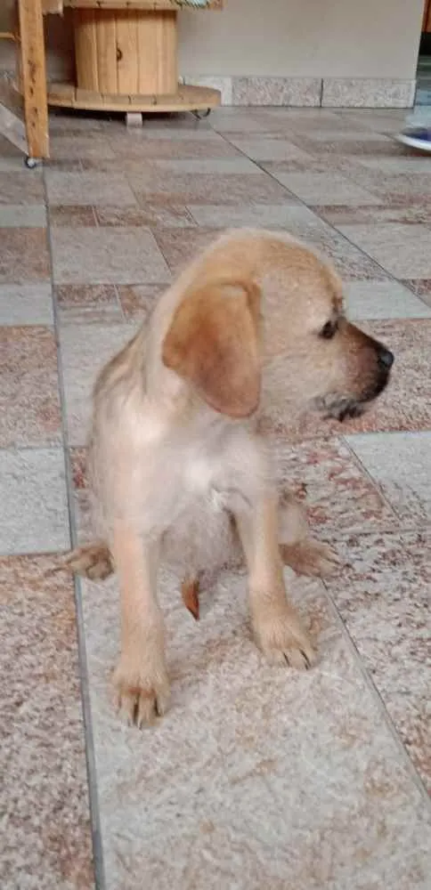 Cachorro ra a Sem raça definida (SRD) idade 2 a 6 meses nome Bigodinho