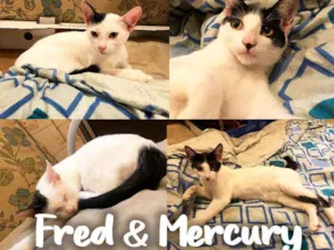 Gato raça SRD - SEM RAÇA DEFINIDA idade 2 a 6 meses nome Fred & Mercury