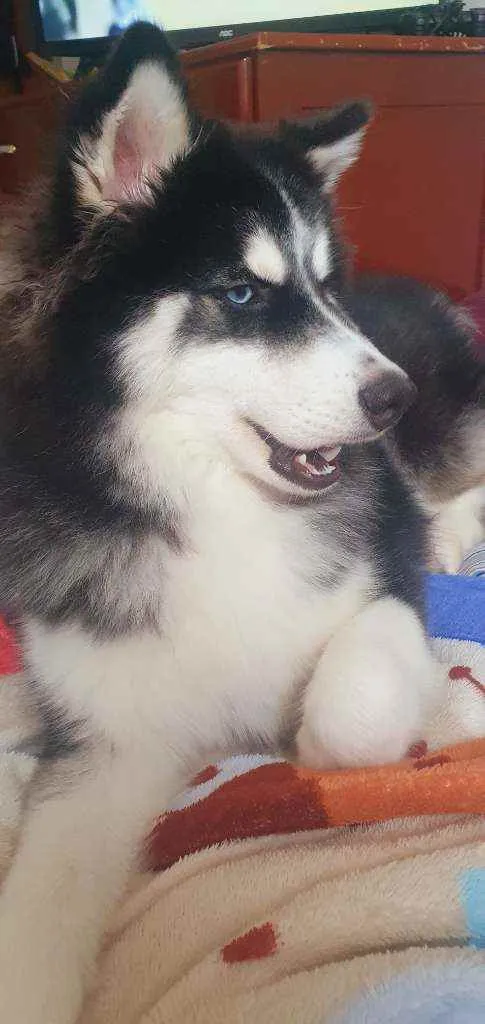 Cachorro ra a Husky siberiano  idade 2 anos nome Luna