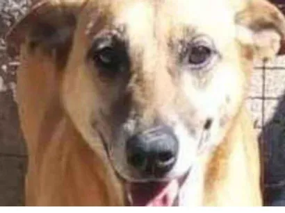 Cachorro raça SRD-ViraLata idade 6 ou mais anos nome Lucy Carinho