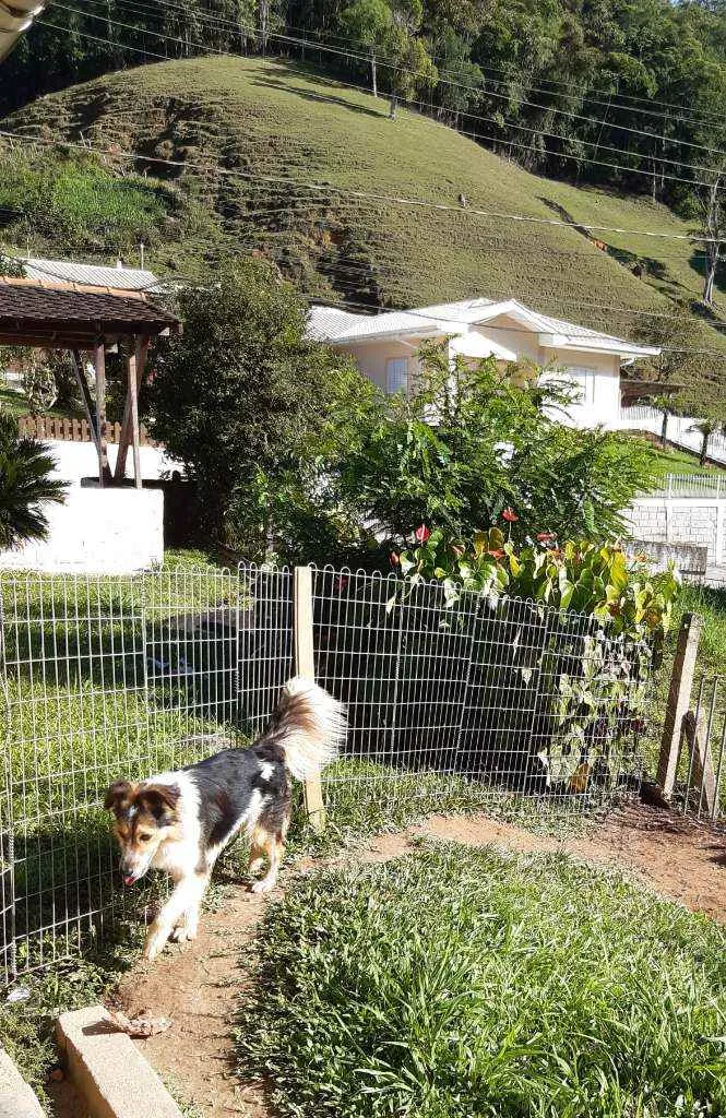 Cachorro ra a Border Colli com Pastor alemão idade 1 ano nome Spyk