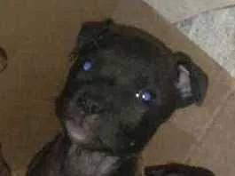 Cachorro ra a Mestiço com pitbull  idade Abaixo de 2 meses nome Pandora
