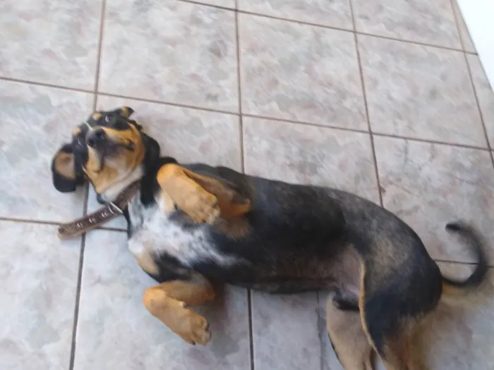 Cachorro ra a Rottweiler com vira-lata idade 7 a 11 meses nome Plutão 