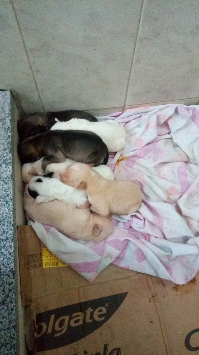 Cachorro ra a Vira-lata misturado com cão de idade Abaixo de 2 meses nome São filhotes 