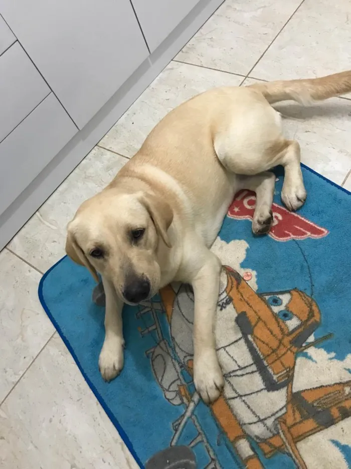 Cachorro ra a Labrador  idade 7 a 11 meses nome Eloy