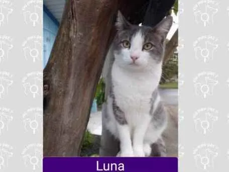 Gato ra a  idade 2 anos nome Luna