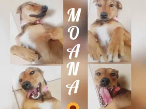 Cachorro raça Sem Raça idade 2 anos nome Moana