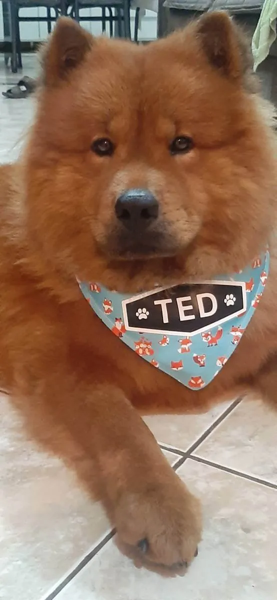 Cachorro ra a Chow Chow idade 2 anos nome Ted