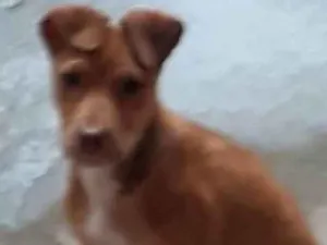 Cachorro raça Mestiço de Pitbull idade 2 a 6 meses nome Billy