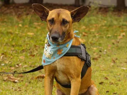 Cachorro raça Sem Raça Definida  idade 2 anos nome Scooby