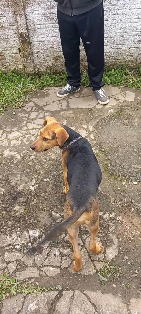Cachorro ra a Labrador com Fila Brasileiro idade 7 a 11 meses nome Fred