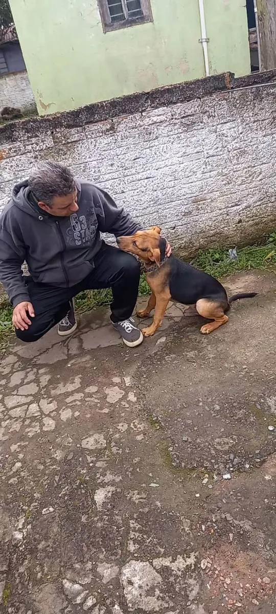 Cachorro ra a Labrador com Fila Brasileiro idade 7 a 11 meses nome Fred