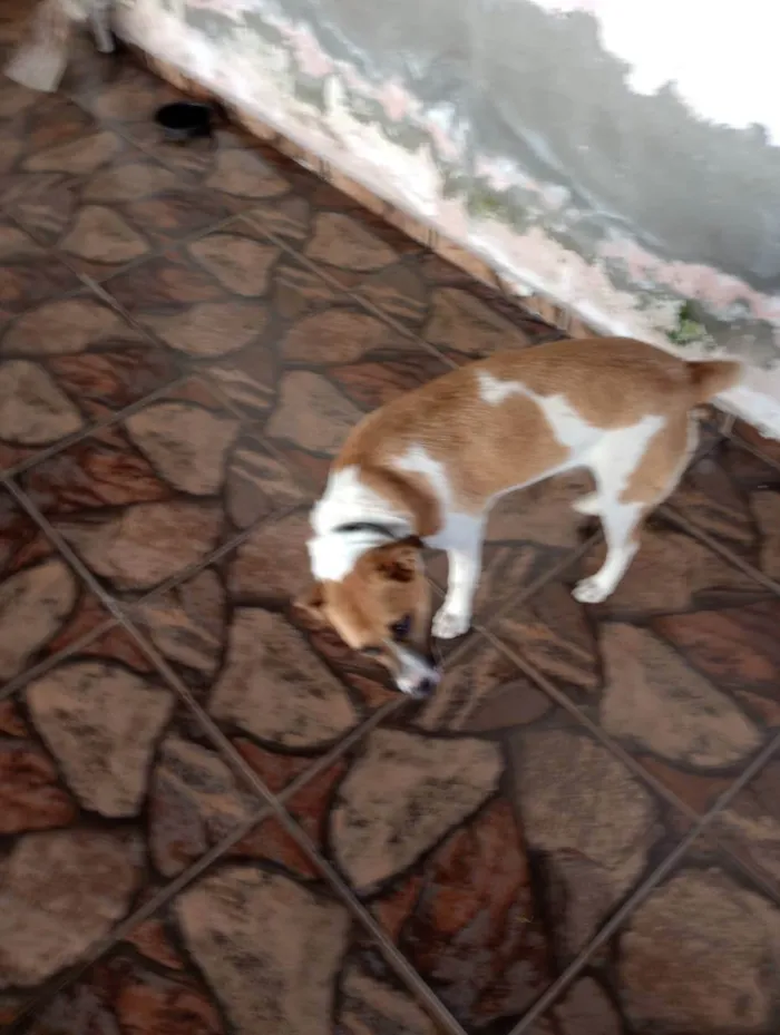 Cachorro ra a Vira lata idade 1 ano nome Pitchilinha 