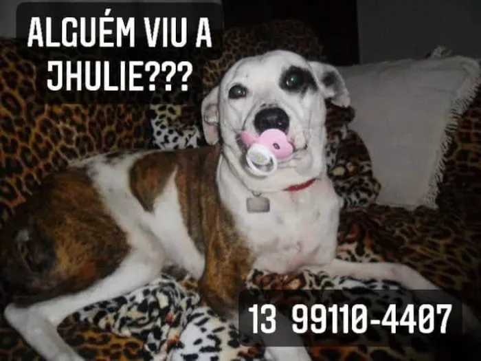 Cachorro ra a Pitibull com viralata idade 6 ou mais anos nome Jhulie Menezes