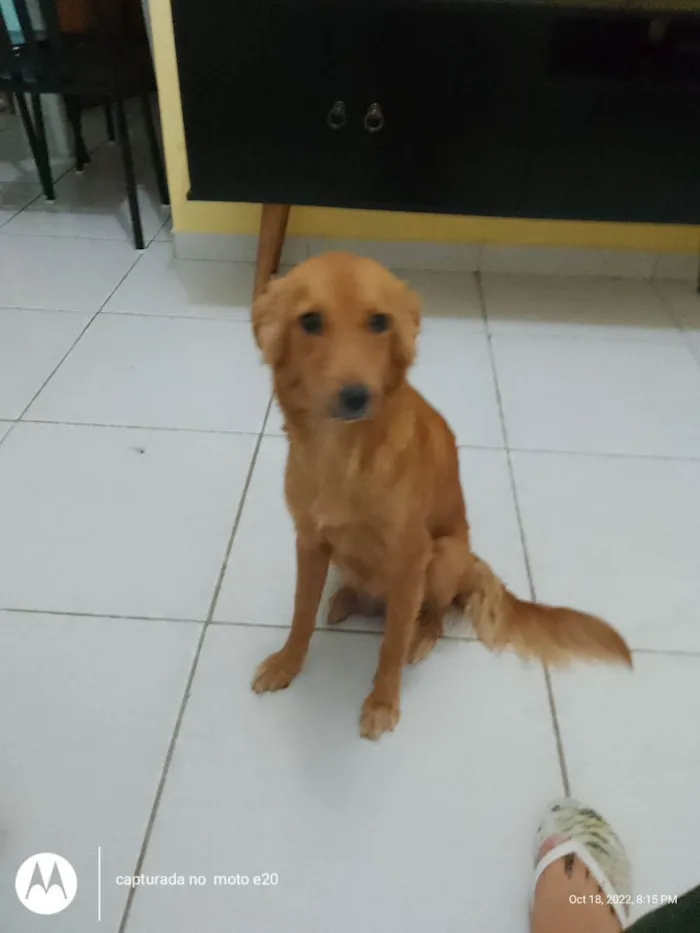 Cachorro ra a Golden retriever  idade 2 anos nome Dalila 