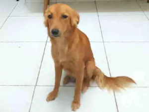 Cachorro raça Golden retriever  idade 2 anos nome Dalila 