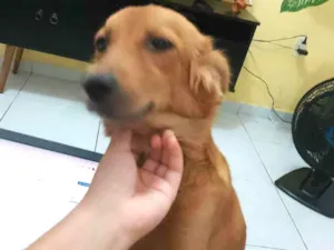 Cachorro raça Golden retriever  idade 2 anos nome Dalila 