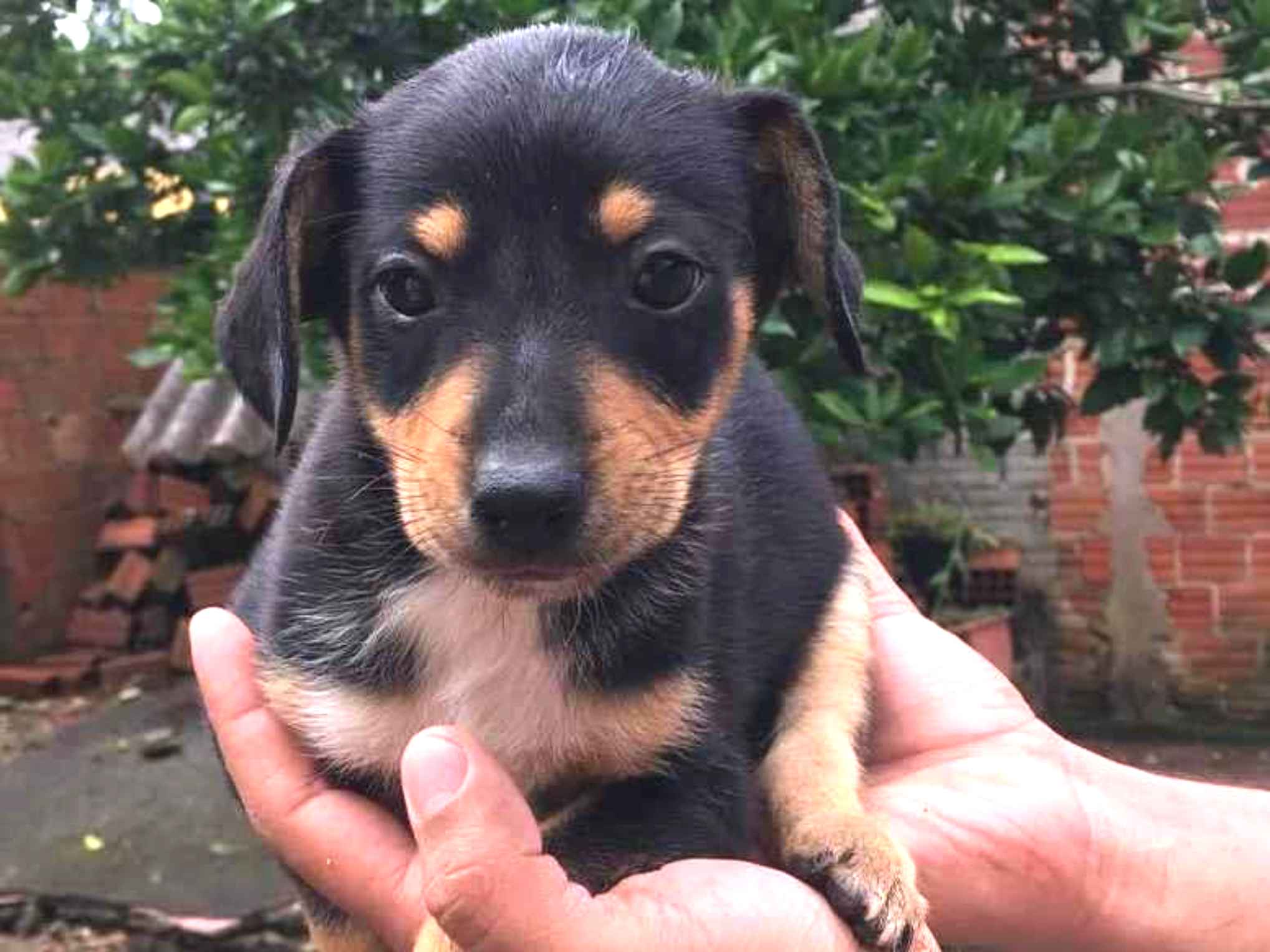 Cachorro Filhote Para Doa O Vira Lata Ambos A Meses