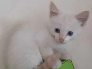 Gato raça Vira-lata idade Abaixo de 2 meses nome Gatinhos