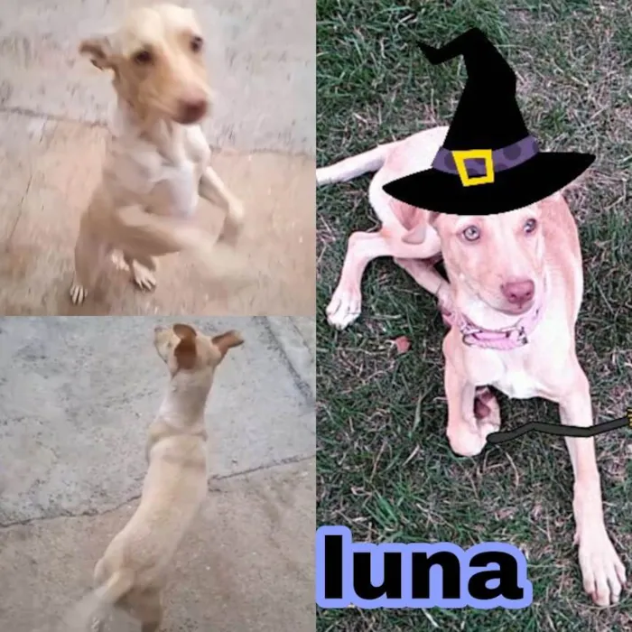Cachorro ra a Rnd idade 2 anos nome Luna