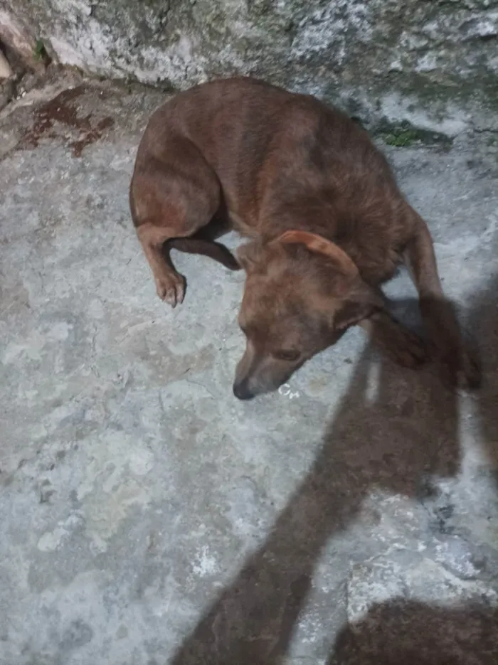 Cachorro ra a Vira lata idade 2 anos nome Mendy