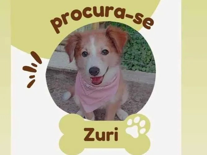 Cachorro ra a Border collie com vira lata idade 2 a 6 meses nome Zuri