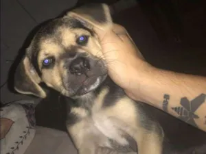 Cachorro raça SRD-ViraLata idade 2 a 6 meses nome Rudi